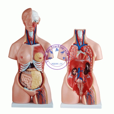 人體半身模型85cm(三性)器官可拆 Human Torso Model