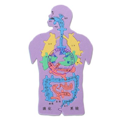 人體消化系統拼裝模型 中文版 Digestive System Puzzle