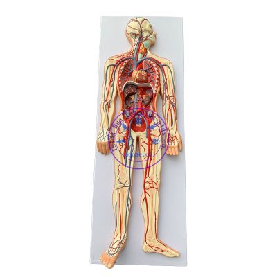 人體血液循環解剖模型 心臟動靜脈血管 Human Blood Circulation System Model