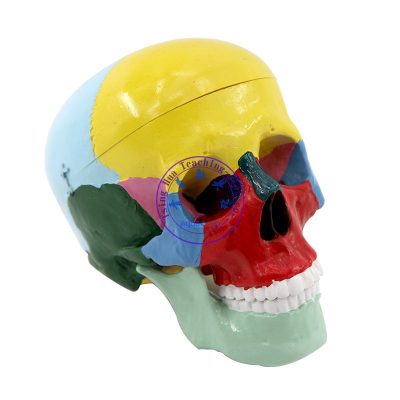 彩色頭骨模型 Human Skull Model Painted
