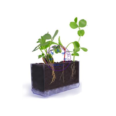 植物根系生長觀察窗 Observation of Growing of Plant Root