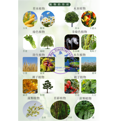 植物的形狀挂圖 Shape of Plants Poster