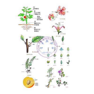 植物的組成部分挂圖 Structure and Composition of Plant Poster