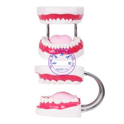 牙齒模型(舌頭可活動)放大6倍 Dental care model
