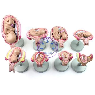 胎兒妊娠發育全過程模型8件套 Pregnancy Embryo Development Model Set of 8