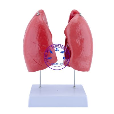 人體肺部解剖模型 Human Lung Anatomy Model