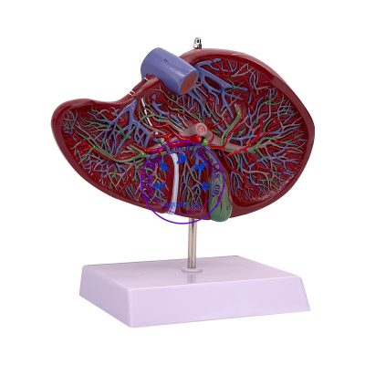 人體肝臟解剖模型 Human Liver Anatomical Model