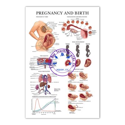 PREGNANCY AND BIRTH