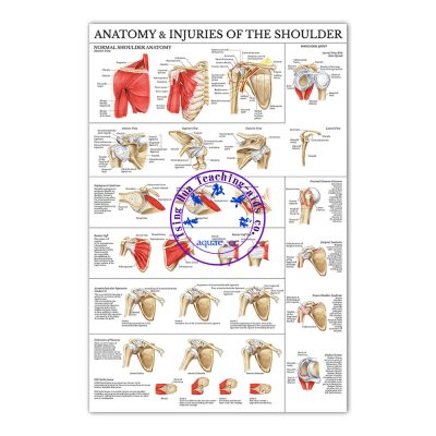ANATOMY & INJURIES OF THE SHOULDER