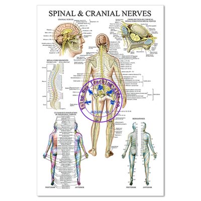 SPINAL & CRANIAL NERVES