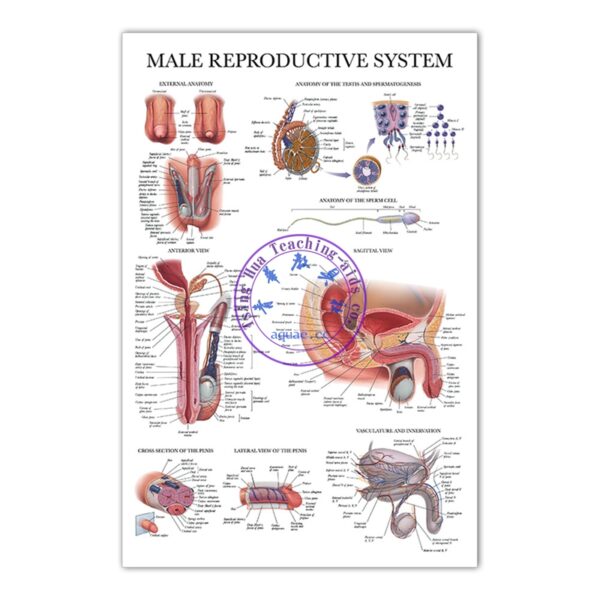 男性生殖系統掛圖 (50*70cm) Male Reproductive System Anatomy Poster – 青華教具社