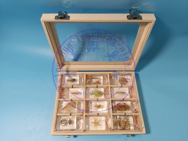 海洋生物標本12款(款式隨機) Marine Life Resin Specimens set of 12：圖片 5