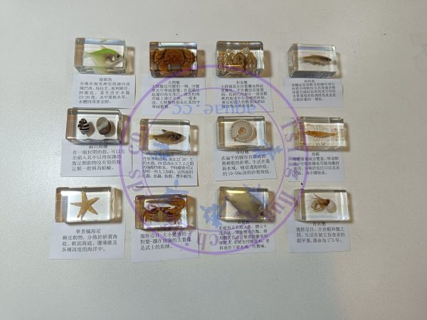 海洋生物標本12款(款式隨機) Marine Life Resin Specimens set of 12：圖片 6