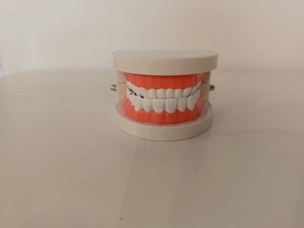 牙齒模型1：1(蛀牙款)附牙刷 Decayed Tooth Model：圖片 3