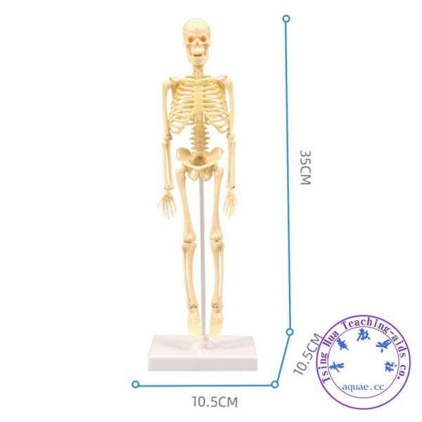 DIY人體骨骼模型(袋裝) DIY Bone Assembly：圖片 2