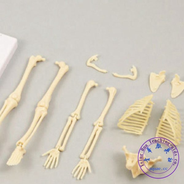 DIY人體骨骼模型(袋裝) DIY Bone Assembly：圖片 3