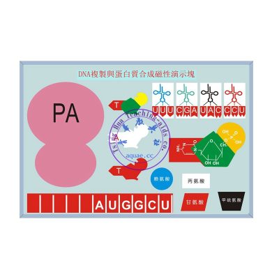 DNA複製與蛋白質演示器