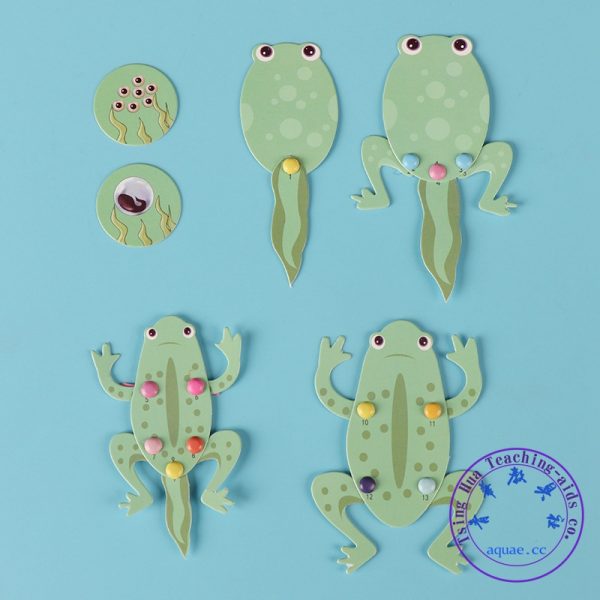 DIY青蛙變態過程 Frog Life cycle：圖片 2