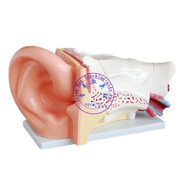 人耳結構解剖模型  6 Times Human Ear Anatomy Model