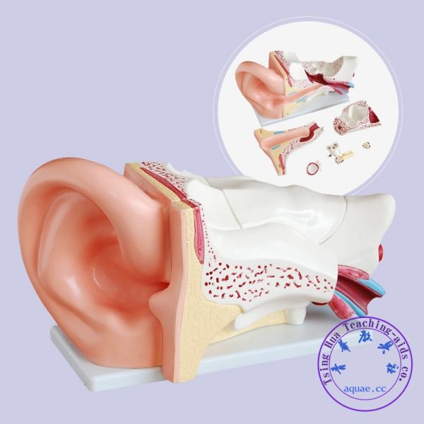 人耳結構解剖模型  6 Times Human Ear Anatomy Model：圖片 2