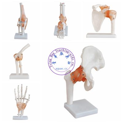 人體六大關節模型 可活動 Life-Size Human Joint Model Set of 6