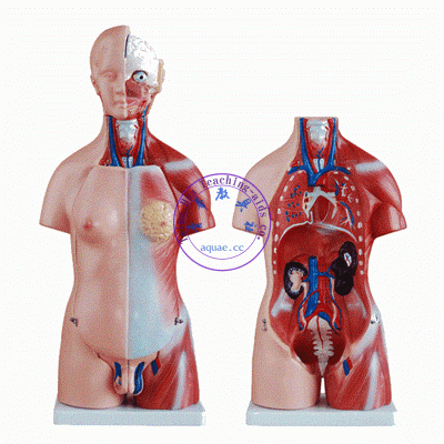 人體半身模型45cm(雙性)器官可拆 Human Torso Body Model