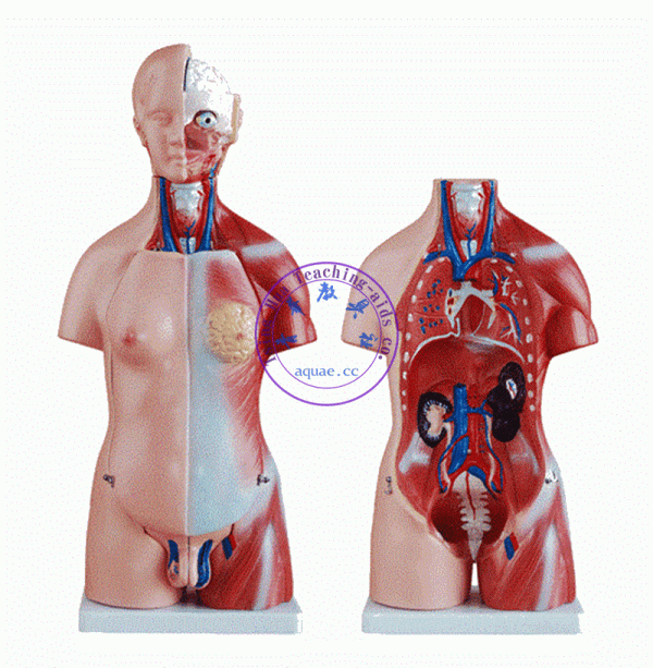 人體半身模型45cm(雙性)器官可拆 Human Torso Body Model