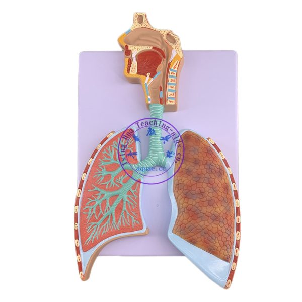 人體呼吸系統立體浮雕模型 Respiratory System Model