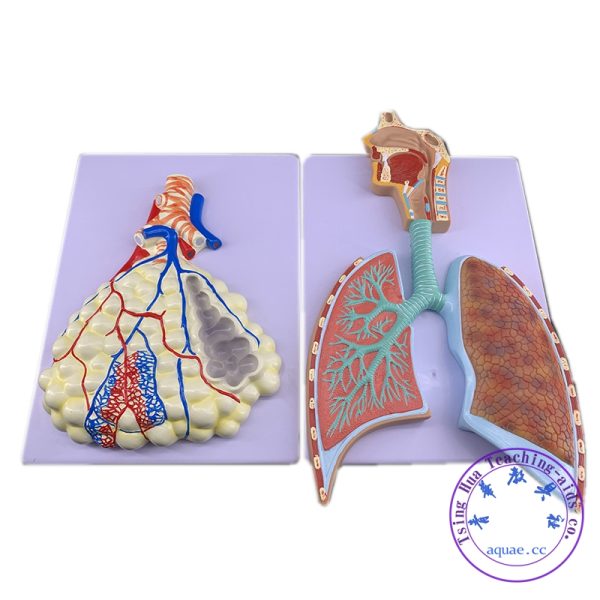 人體呼吸系統立體浮雕模型 Respiratory System Model：圖片 3