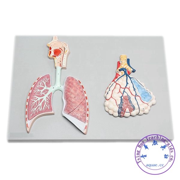 人體呼吸系統立體浮雕模型 Respiratory System Model：圖片 2