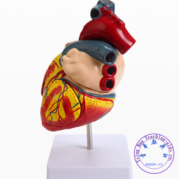 人體心臟模型 放大2.5倍 可拆卸 Human Heart Model：圖片 2