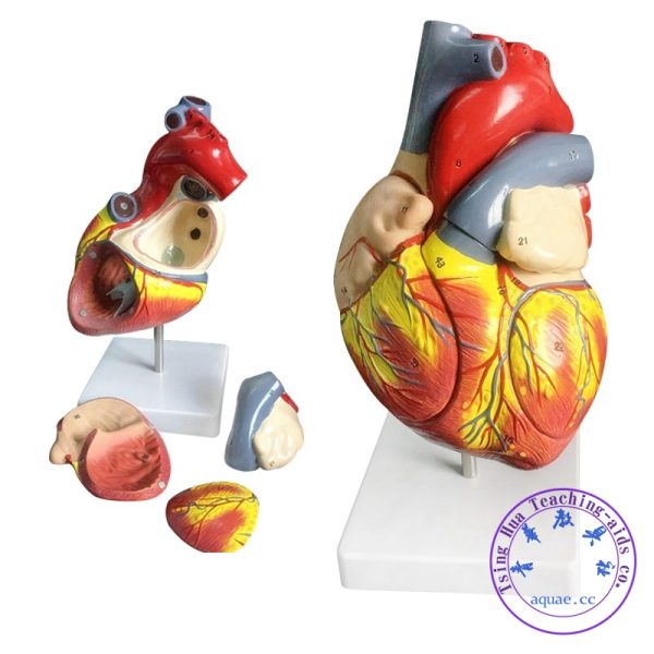 人體心臟模型 放大2.5倍 可拆卸 Human Heart Model：圖片 3