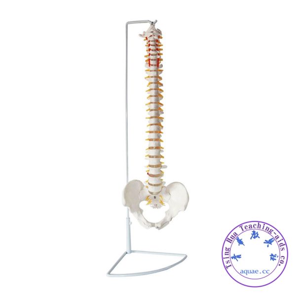 人體脊椎盆骨模型 可活動 Human Spine with Hip Joint Life-size Model with Stand：圖片 2