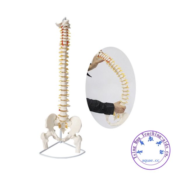 人體脊椎盆骨模型 可活動 Human Spine with Hip Joint Life-size Model with Stand：圖片 3