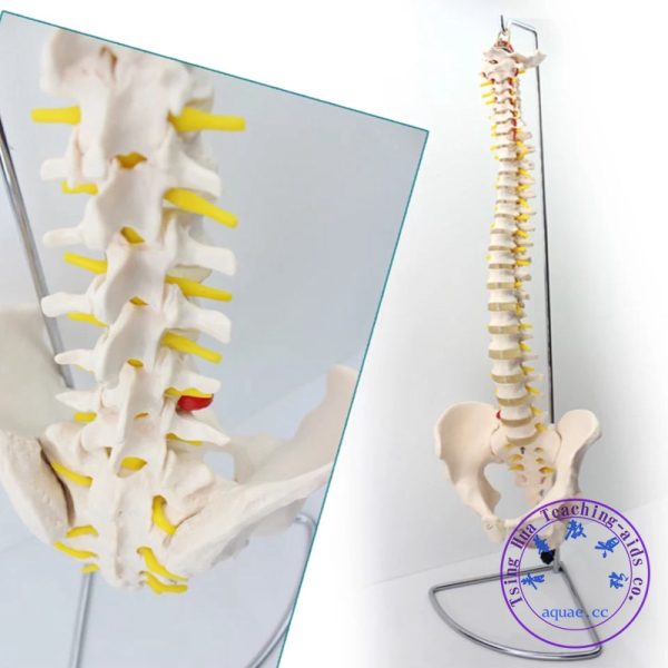 人體脊椎盆骨模型 可活動 Human Spine with Hip Joint Life-size Model with Stand：圖片 4