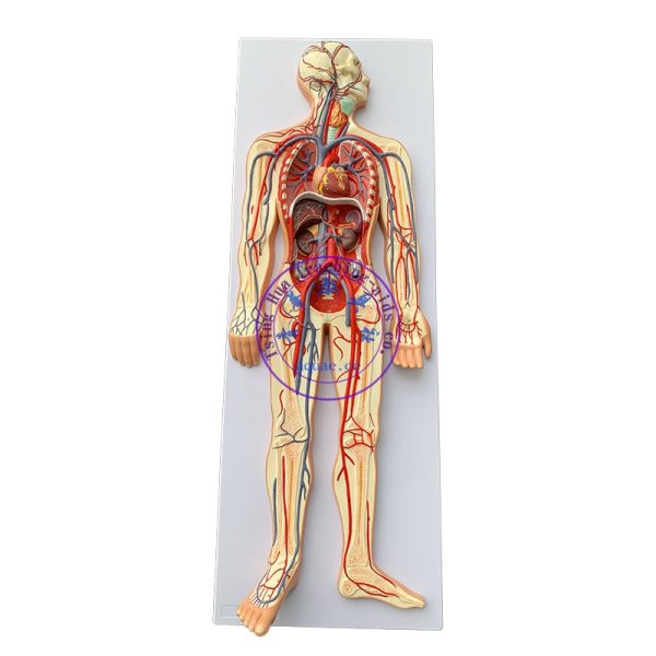 人體血液循環解剖模型 心臟動靜脈血管 Human Blood Circulation System Model