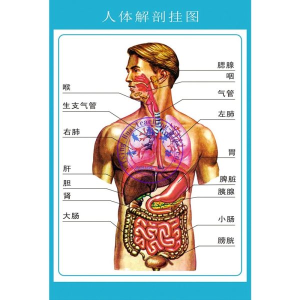 人體透視(彩色掛圖) Human Anatomy Poster