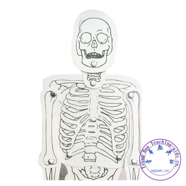 人體骨骼平面拼裝小模型 可活動 Paper Skeleton Assembly Toy：圖片 2