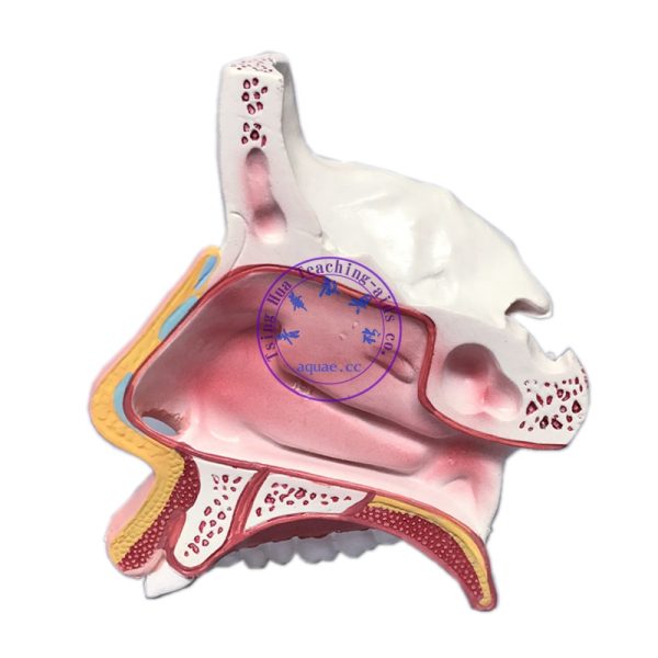 人體鼻腔解剖模型 Human Nasal Cavity Anatomical Model