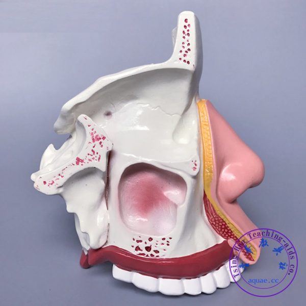 人體鼻腔解剖模型 Human Nasal Cavity Anatomical Model：圖片 2