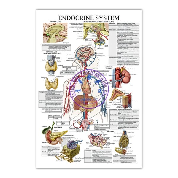 內分泌系統掛圖 (50*70cm) Endocrine System Anatomy Poster