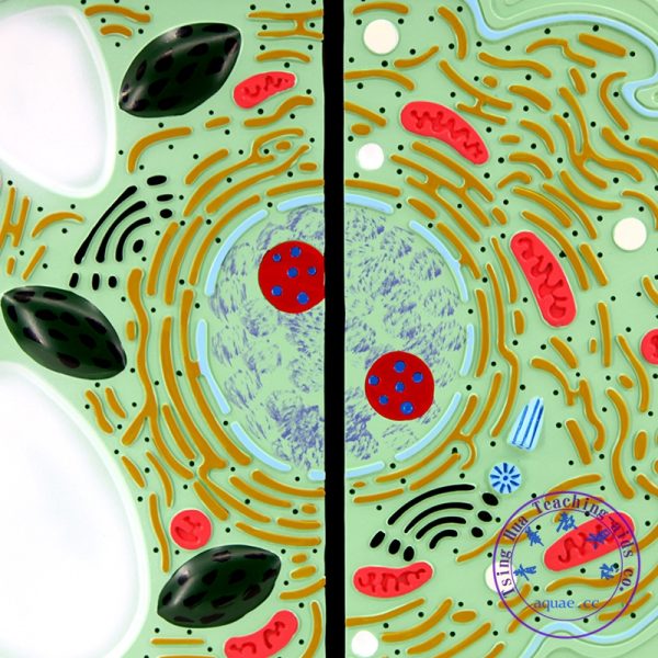 動植物細胞結構比較模型：圖片 2