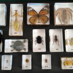 動物王國生物活體樹脂標本：圖片 2