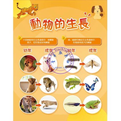 動物的生長掛圖(幼年與成年對照圖) Animal Life Cycles Poster