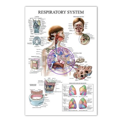 呼吸系統掛圖 (50*70cm) Respiratory System Anatomy Poster