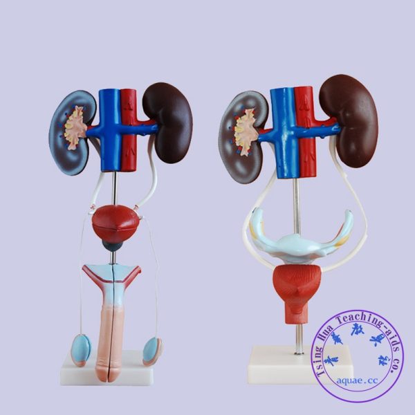 女性泌尿系統生殖器解剖模型 Female Urinary System Model：圖片 2