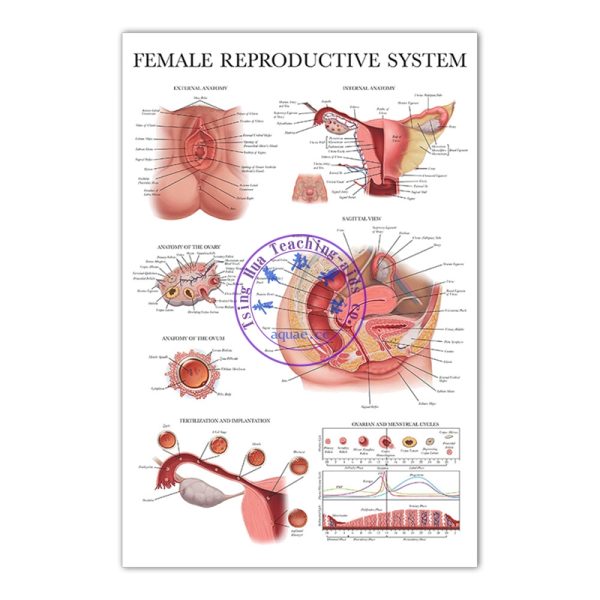 女性生殖系統掛圖 (50*70cm) Female Reproductive System Anatomy Poster