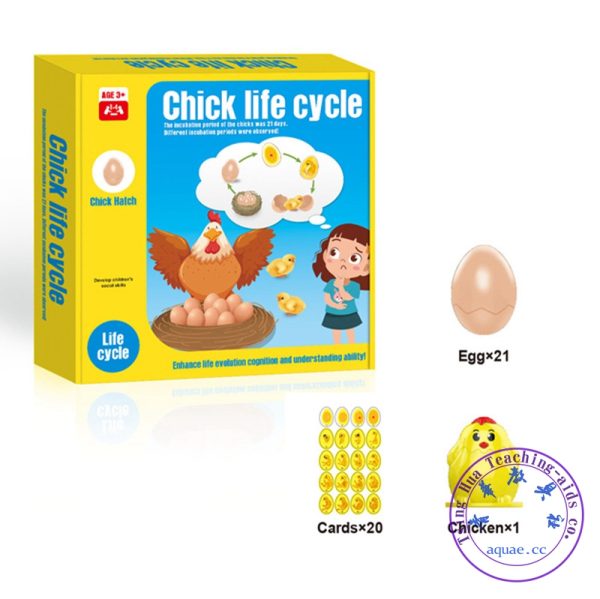 小雞生命周期孵化模型 Chick Life Cycle Game：圖片 2