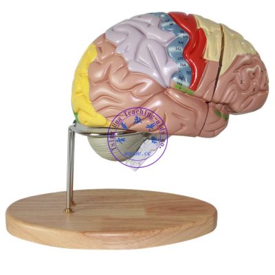 彩色腦神經解剖模型 4件 2倍放大 Human Brain Model, 9 Colors to Identify Brain Functions