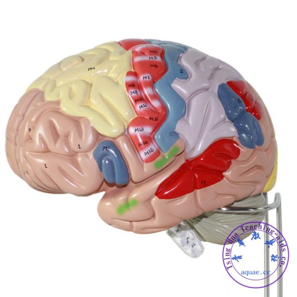 彩色腦神經解剖模型 4件 2倍放大 Human Brain Model, 9 Colors to Identify Brain Functions：圖片 2